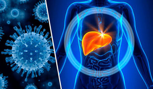 15.05.2024    Профилактика вирусных гепатитов